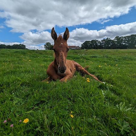 Готель Le Haras D Havetot Anctoville Екстер'єр фото