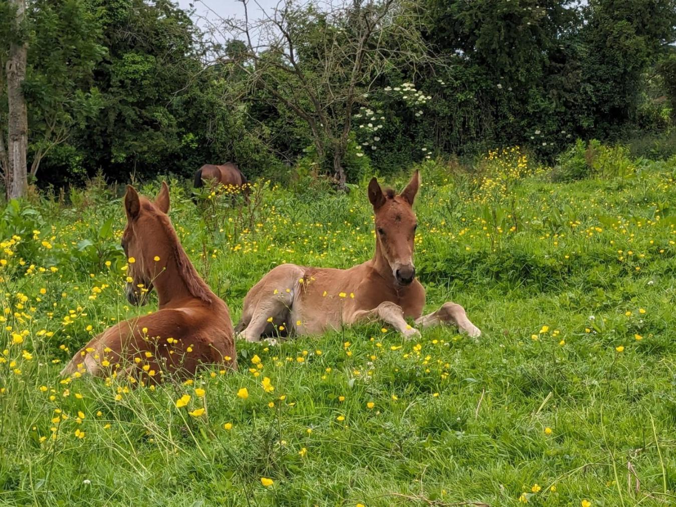 Готель Le Haras D Havetot Anctoville Екстер'єр фото